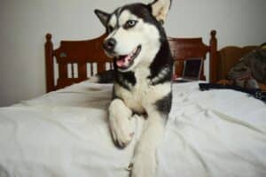 black and white husky on white bed