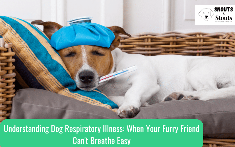 dog respiratory illness