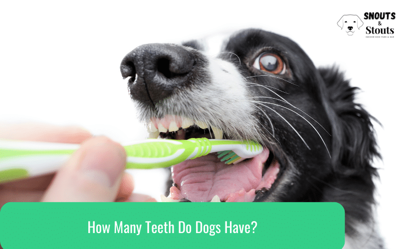 how many teeth do dogs have