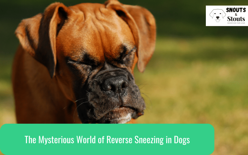 reverse sneezing in dogs