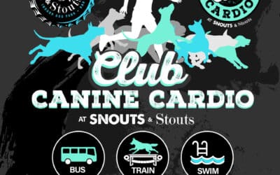 Unleash the Fun and Care at Snouts & Stouts Doggy Daycare Club Canine Cardio