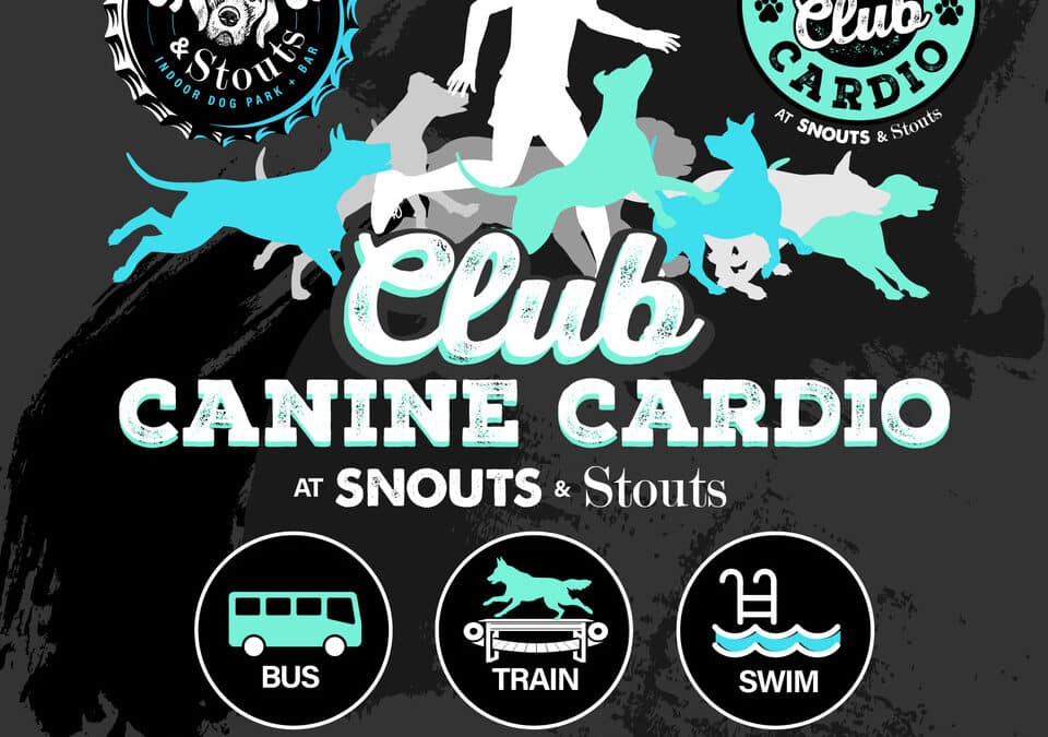 Unleash the Fun and Care at Snouts & Stouts Doggy Daycare Club Canine Cardio