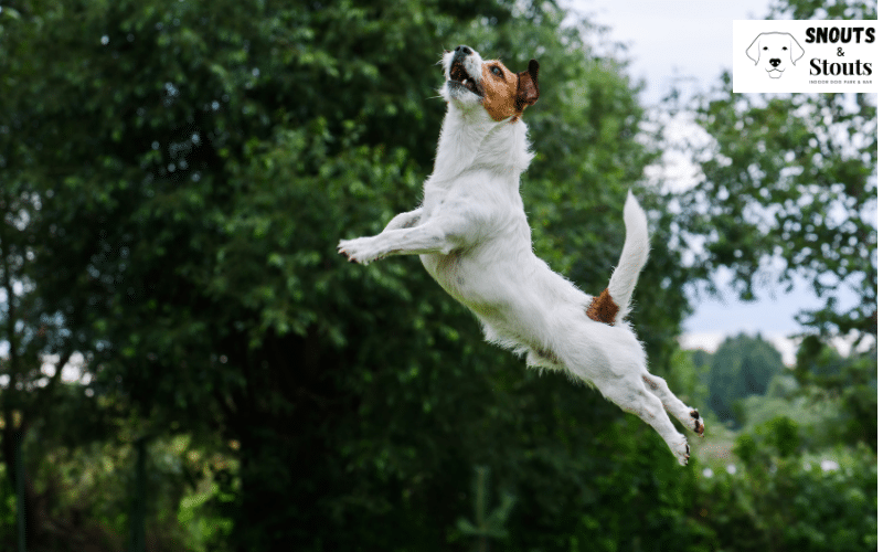 Race to the Finish Line with Dog Agility Training