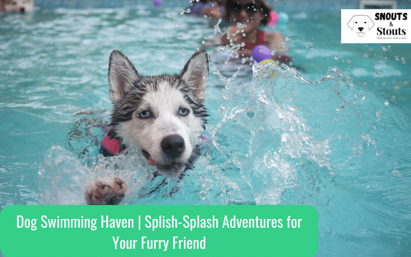 Dog Swimming Haven | Splish-Splash Adventures for Your Furry Friend