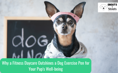 Why a Fitness Daycare Outshines a Dog Exercise Pen for Your Pup’s Well-being and Happiness