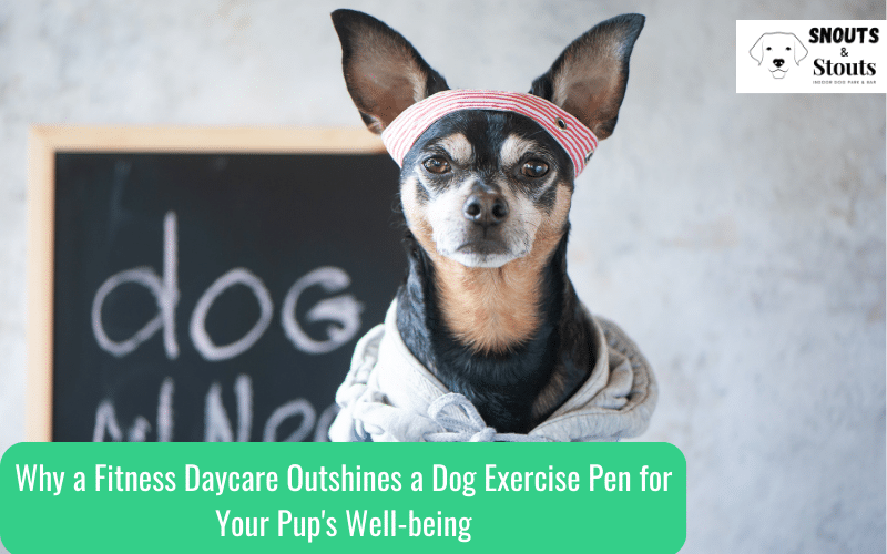 dog exercise pen