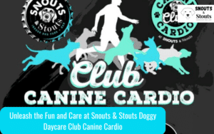 doggy daycare