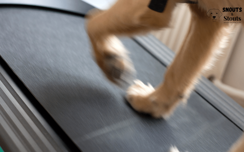 From Paws to The Dog Treadmill: Elevating Canine Fitness with Dog Treadmills