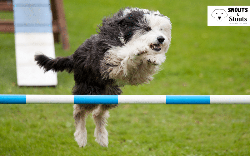 Dog Agility Course | Discover The Hidden Power