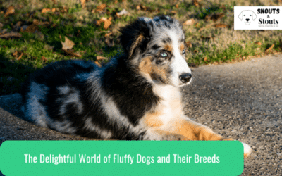 The Delightful World of Fluffy Dogs and Their Breeds