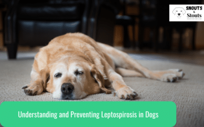 Understanding and Preventing Leptospirosis in Dogs