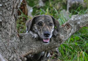 a dog that is sitting in a tree