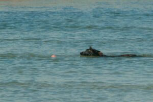 a dog swimming in the ocean with a ball