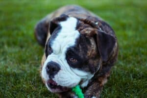 short-coated black and white dog