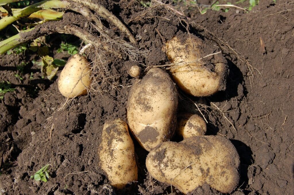 potato, land, fruit