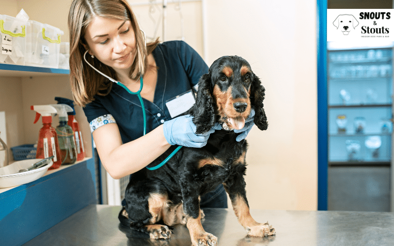 ringworm in dogs