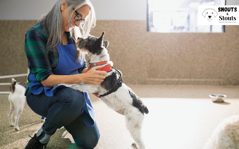 Why Puppy Daycare is a Game Changer for Dog Owners