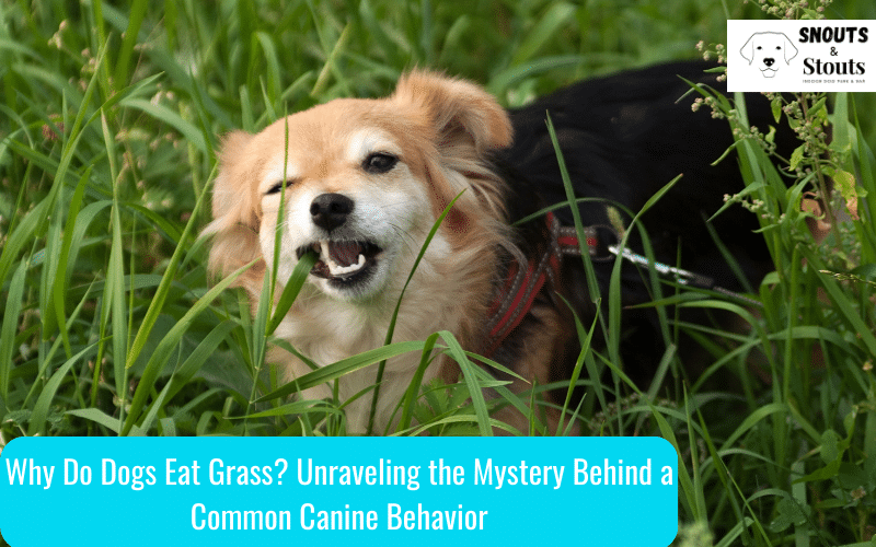 Photo inspiration: Visual Reference: Why Do Dogs Eat Grass Unraveling The Mystery Behind A
