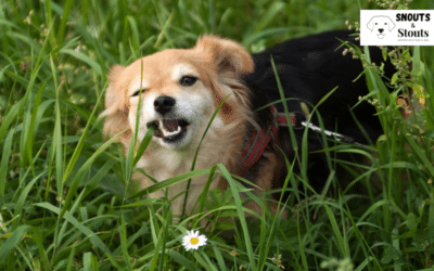 Why Do Dogs Eat Grass? Unraveling the Mystery Behind a Common Canine Behavior