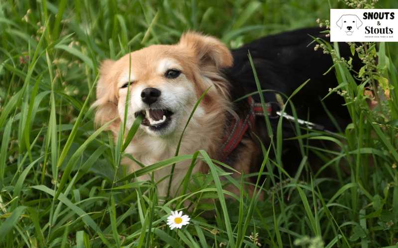 why do dogs eat grass