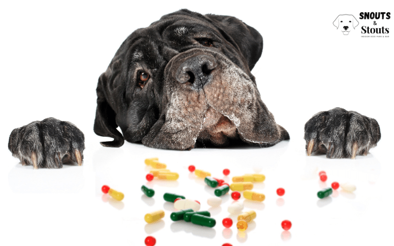 probiotics for dogs