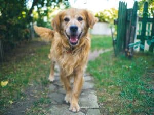 dog standing on pavement