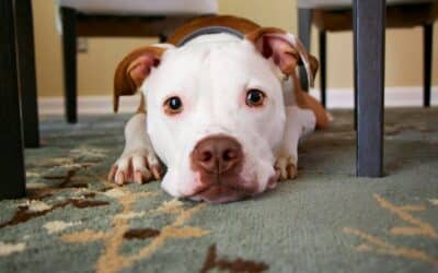 Potatoes for Paws | Can Dogs Eat Potatoes?