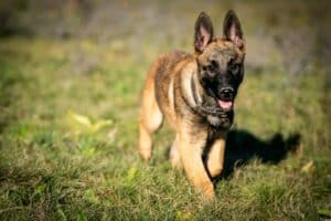 a dog running in the grass with its mouth open
