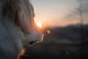 a close up of a dog with the sun in the background