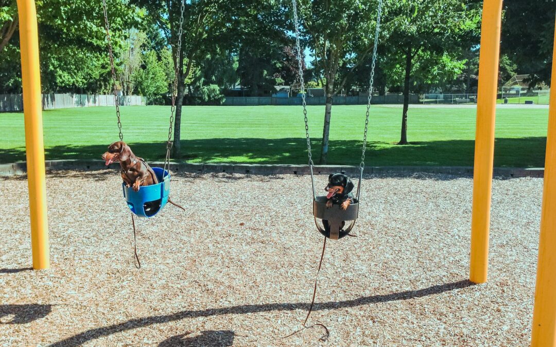 Let’s Find The Best Dog Park In Arlington