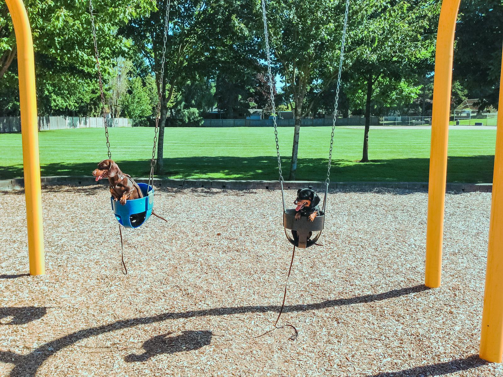dog park in arlington