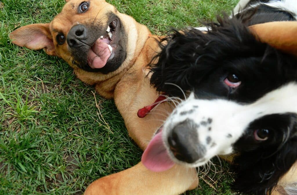 Discover the Ideal Dog Daycare in Arlington for Your Four-Legged Friends