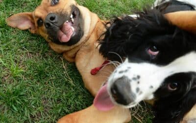Discover the Ideal Dog Daycare in Arlington for Your Four-Legged Friends