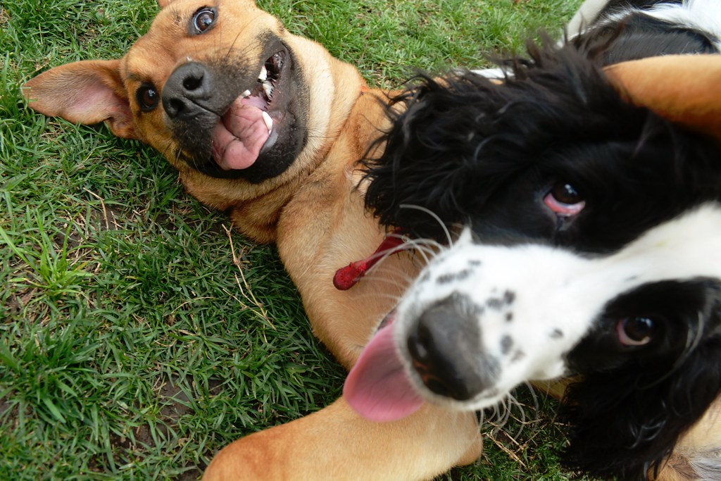 dog daycare in arlington
