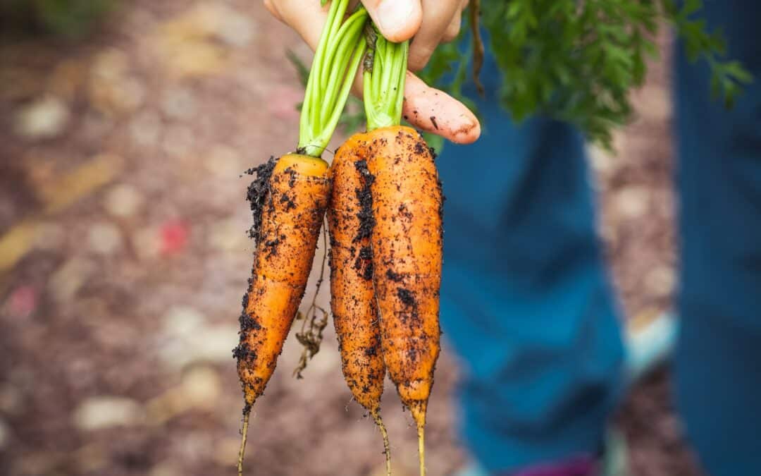 Are Carrots Good For Dogs? | The Crunchy Truth About Carrots and Canines