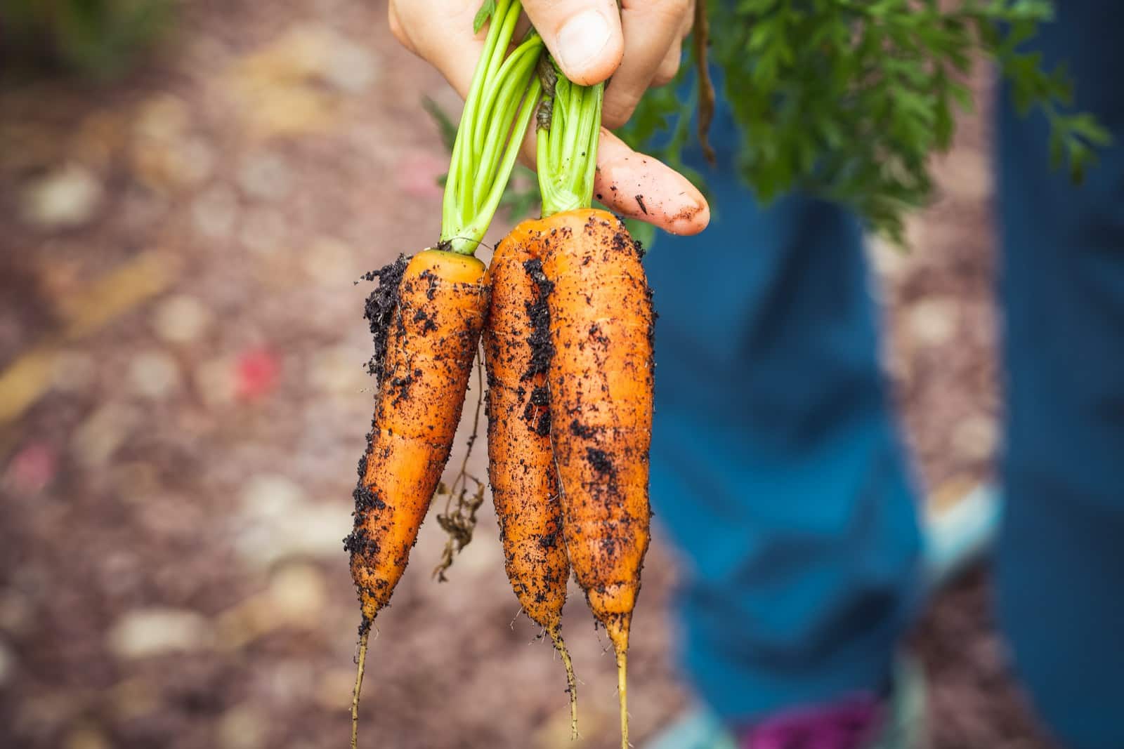 are carrots good for dogs