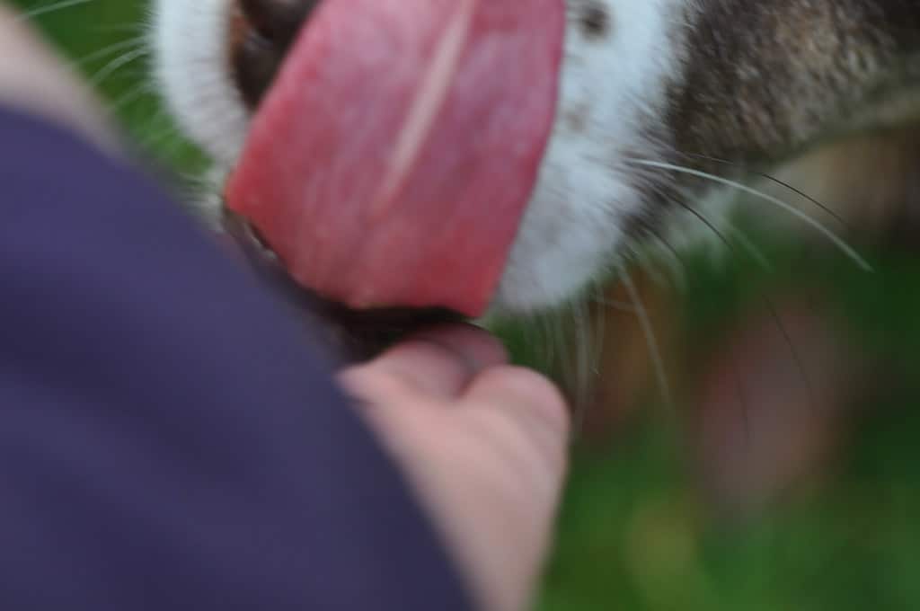 WHY DOES MY DOG LICK ME SO MUCH?