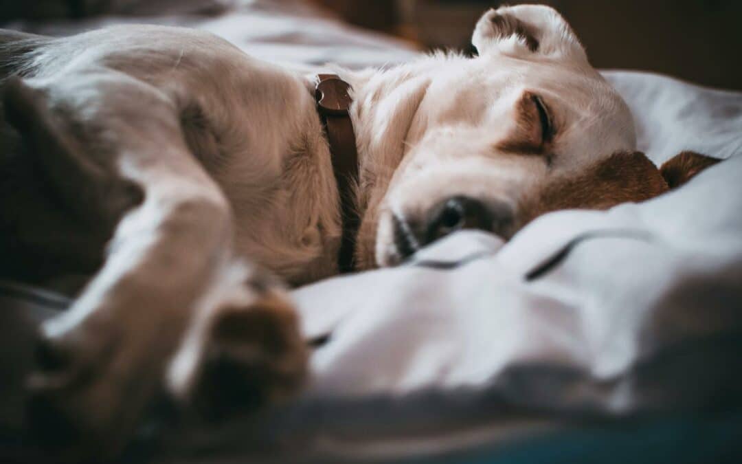 Find the Perfect Dog Bed for Your Pup
