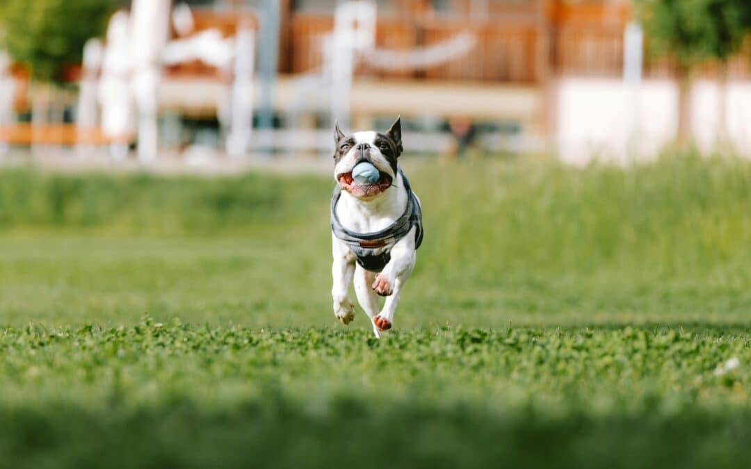 Finding The Pawsitively Perfect Dog Sitter | Tips for Every Dog Owner