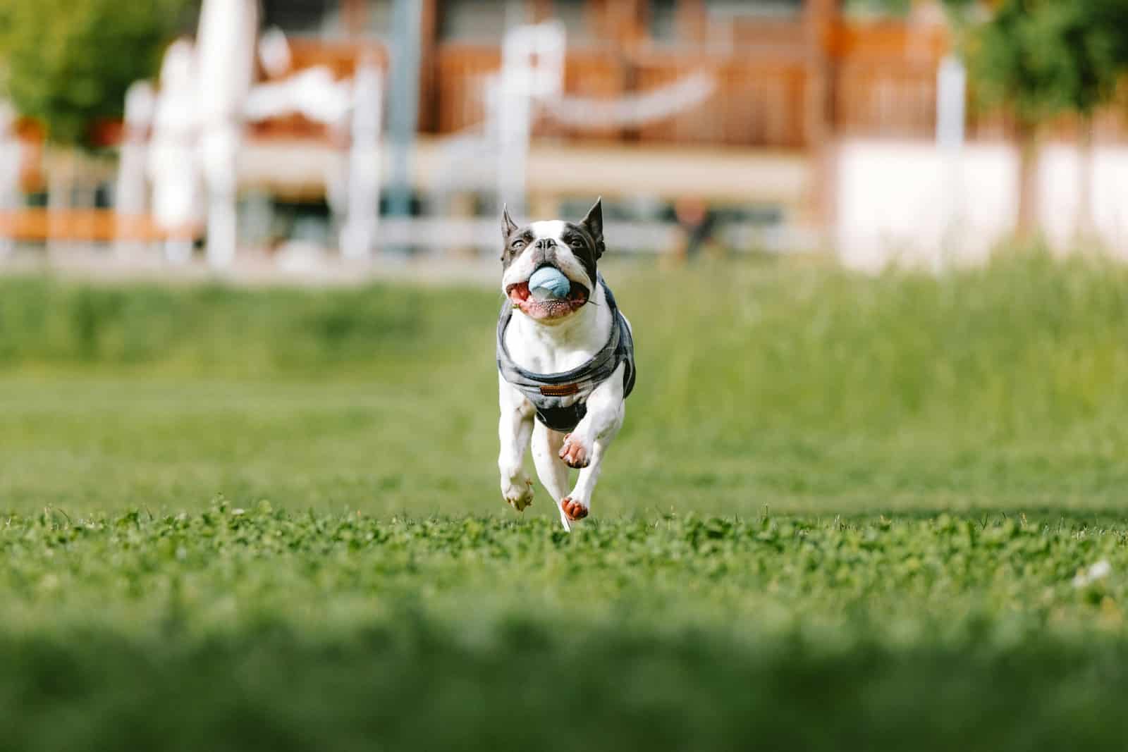 dog sitter