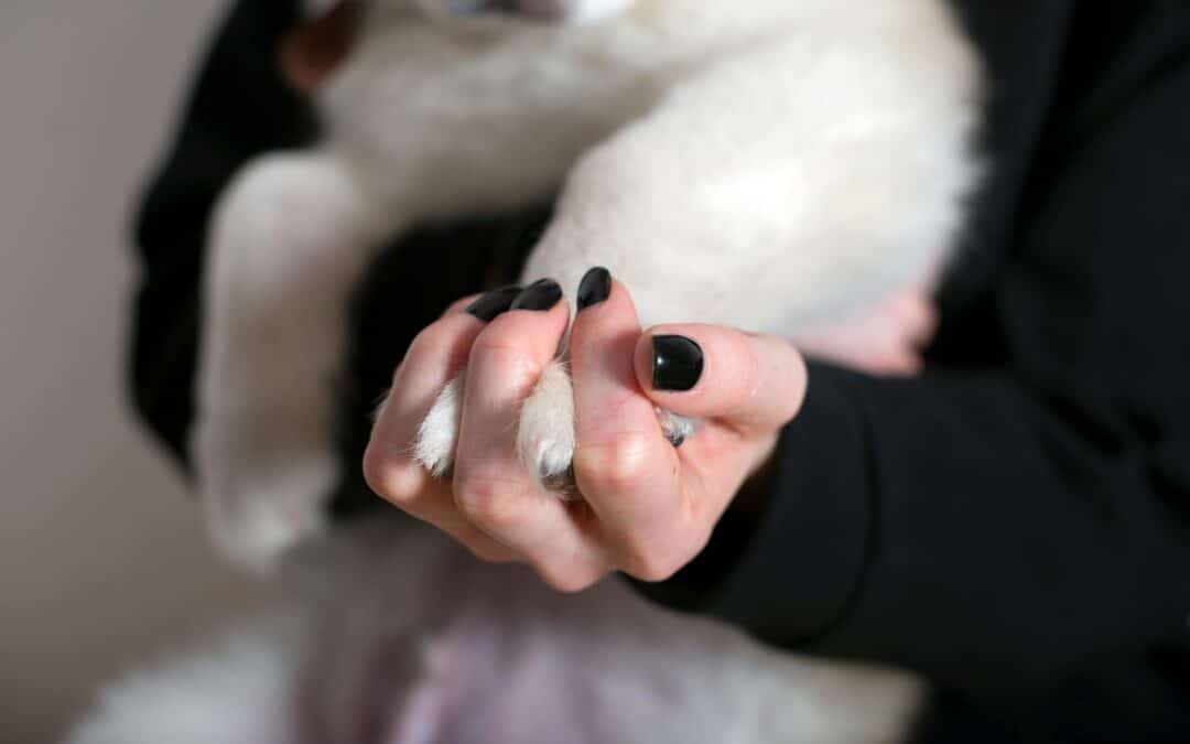 How to Trim Dog Nails Safely and Effectively