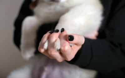 How to Trim Dog Nails Safely and Effectively