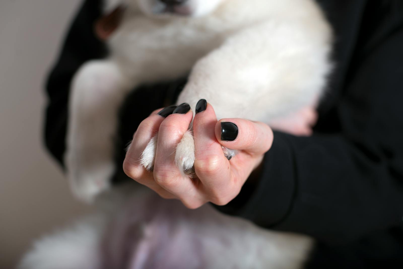 how to trim dog nails