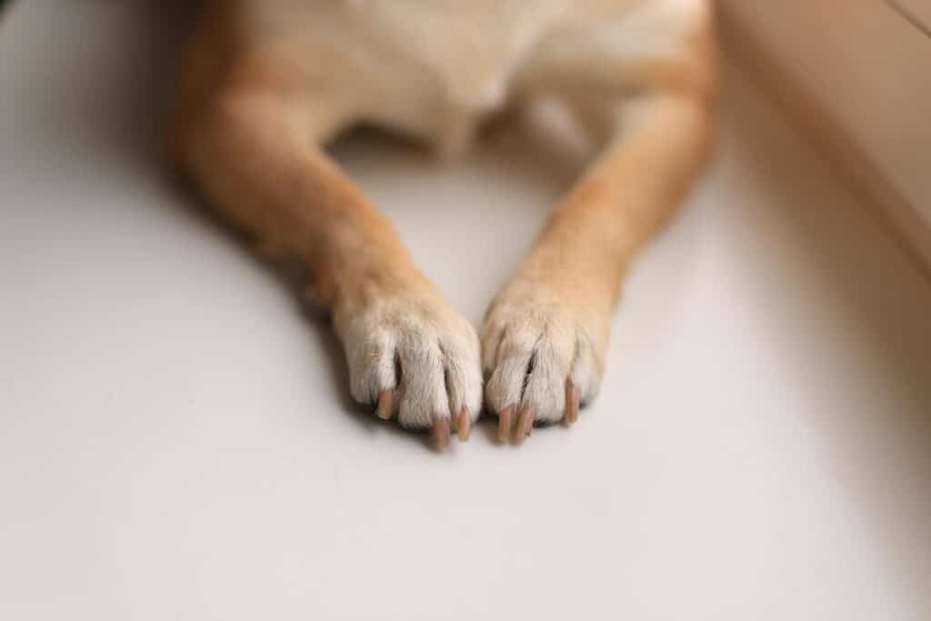 A close-up shot of a dog's paws on a smooth white surface, emphasizing texture and detail.