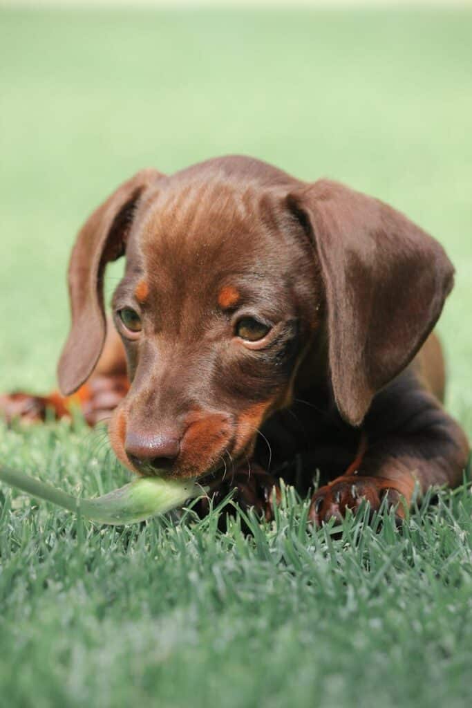 Cute dachshund puppy resting on green grass, enjoying a peaceful day outdoors.