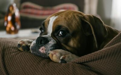 Why Is My Dog Licking His Paws? Causes and Solutions