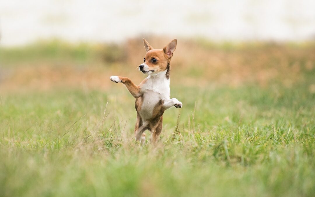 Why Does My Dog Eat Grass? Understanding Your Pet’s Behavior