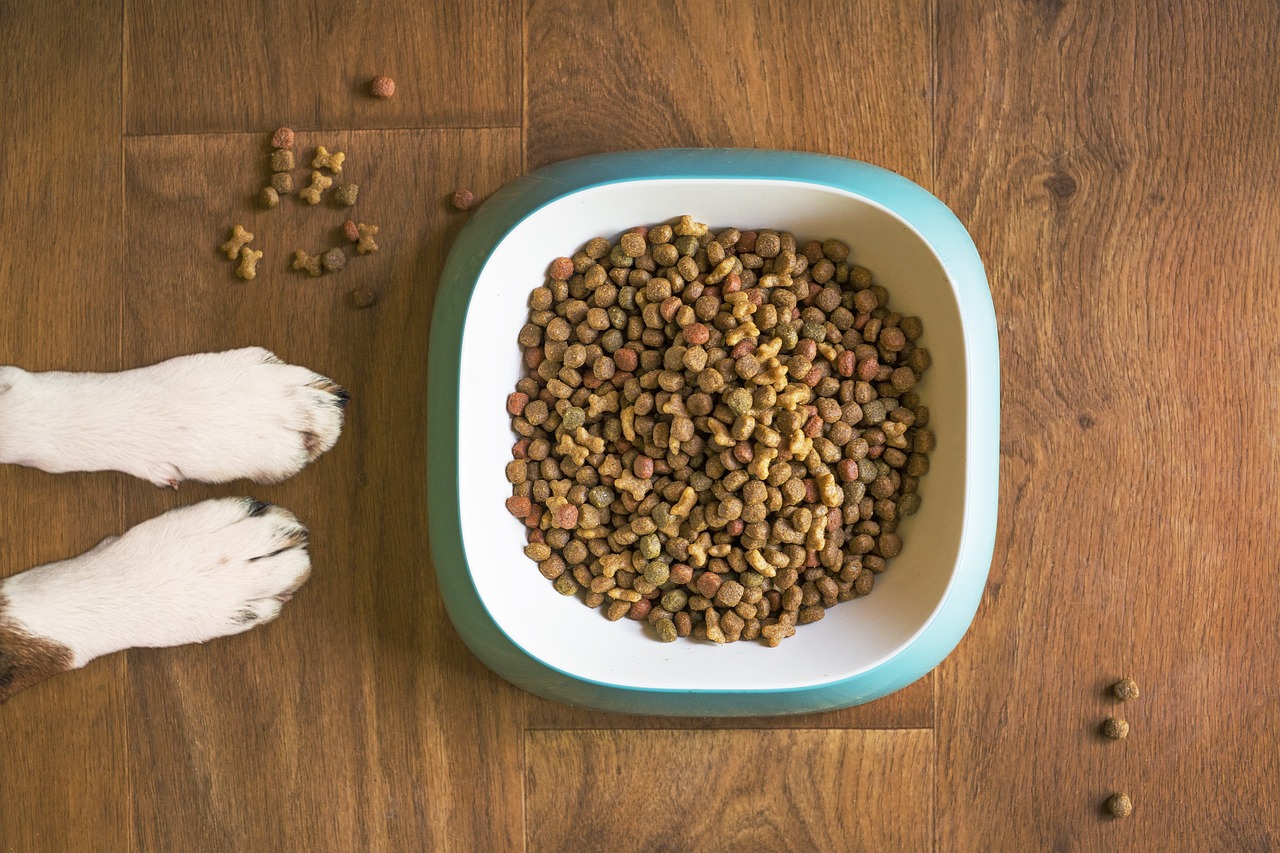 how much should i feed my dog