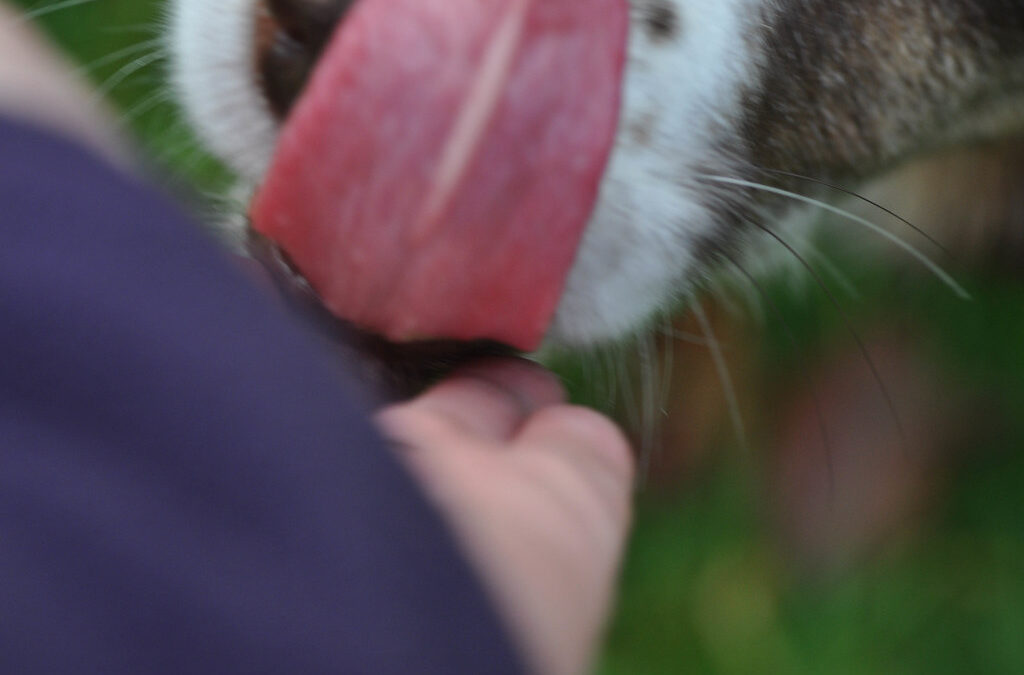 Why Does My Dog Lick Me? Understanding Canine Affection and Behavior