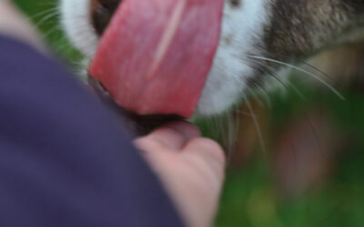 Why Does My Dog Lick Me? Understanding Canine Affection and Behavior